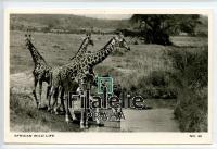 1962 GIRAFE/KUT/RPPC POST/2SCAN