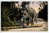 1923 ELEPHANT/CEYLON/US POST/2SCAN